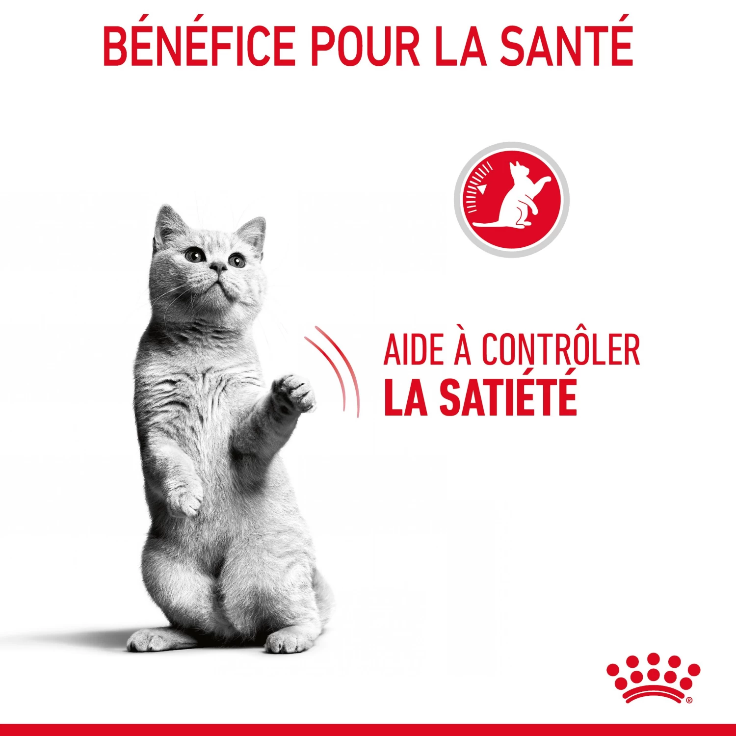 Royal Canin Appetite Control Pour Chat 2kg 9 Royal Canin Appetite Control Pour Chat 2kg – Image 7