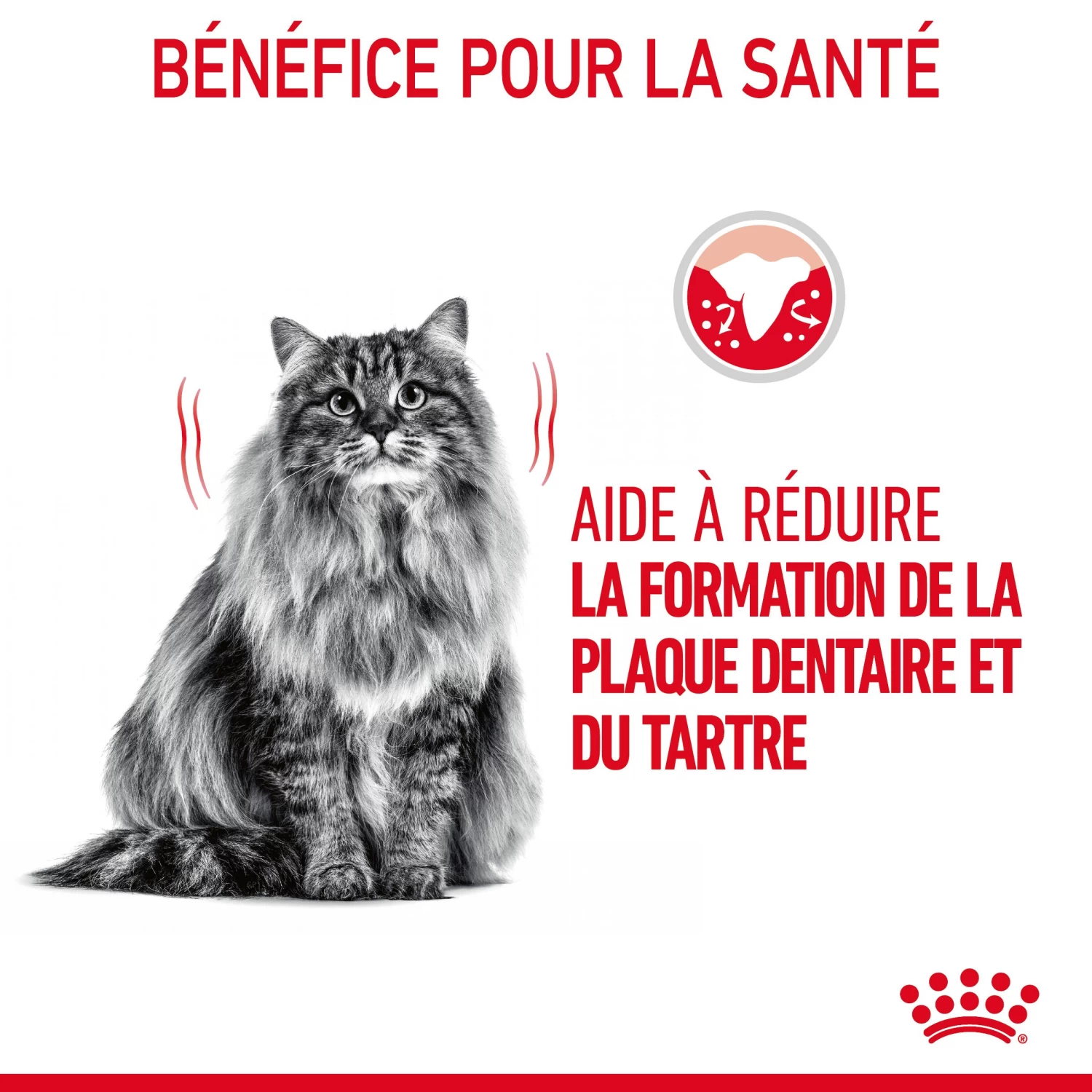 Royal Canin Dental Care Pour Chat 8kg 8 Royal Canin Dental Care Pour Chat 8kg – Image 6