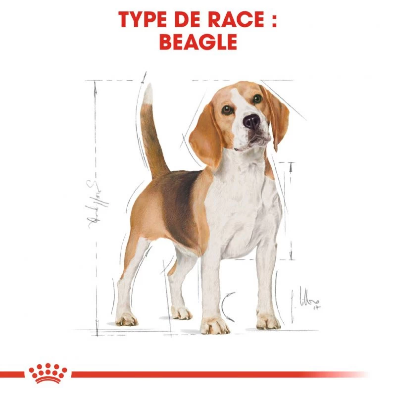 ROYAL CANIN Beagle Adult 12kg 8 ROYAL CANIN Beagle Adult 12kg – Image 6
