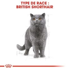ROYAL CANIN British Shorthair Adult 2kg -Royal Canin fre pl ROYAL CANIN British Shorthair Adult 2kg 15953 3