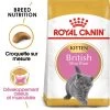 ROYAL CANIN British Shorthair Kitten 2kg -Royal Canin fre pl ROYAL CANIN British Shorthair Kitten 2kg 16882 1
