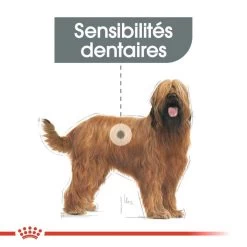 ROYAL CANIN CCN Maxi Dental Care 9kg -Royal Canin fre pl ROYAL CANIN CCN Maxi Dental Care 9kg 10068 5