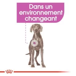ROYAL CANIN CCN Maxi Relax Care 3kg 11 ROYAL CANIN CCN Maxi Relax Care 3kg -Royal Canin fre pl ROYAL CANIN CCN Maxi Relax Care 3kg 16274 5