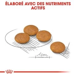 ROYAL CANIN CCN Mini Dermacomfort 1kg -Royal Canin fre pl ROYAL CANIN CCN Mini Dermacomfort 1kg 16285 2