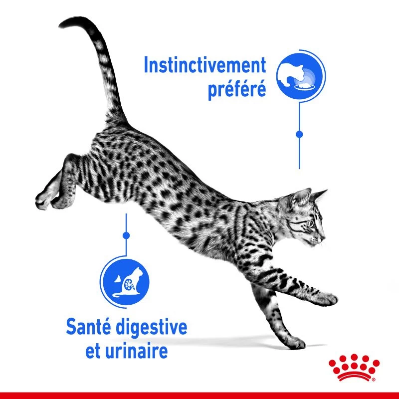ROYAL CANIN Indoor Sterilised Sauce 12x85g 6 ROYAL CANIN Indoor Sterilised Sauce 12x85g – Image 4