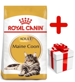 ROYAL CANIN Maine Coon Adult 10kg + Surprise Pour Votre Chat GRATUITES !