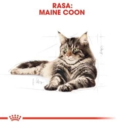 ROYAL CANIN Maine Coon Adult 10kg + Surprise Pour Votre Chat GRATUITES ! -Royal Canin fre pl ROYAL CANIN Maine Coon Adult 10kg surprise pour votre chat GRATUITES 17885 5