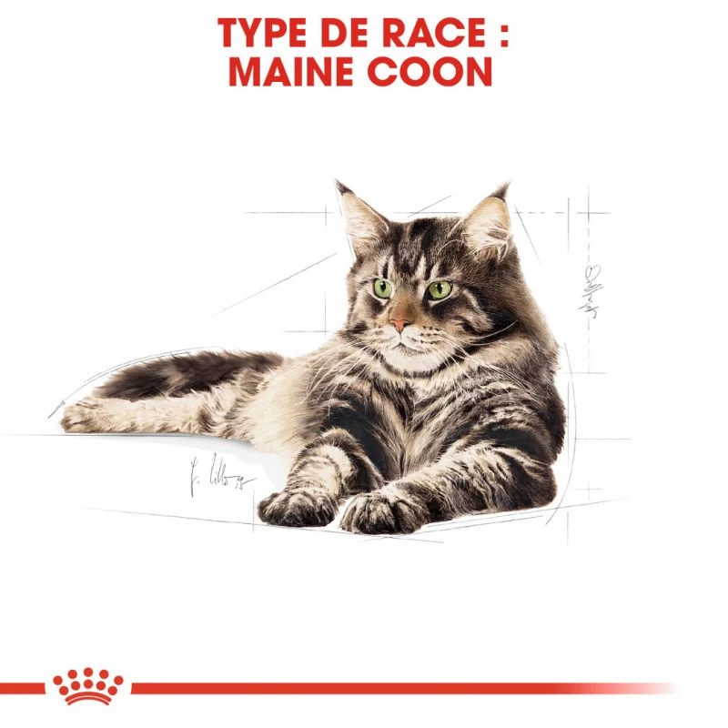 ROYAL CANIN Maine Coon Adult 400g 5 ROYAL CANIN Maine Coon Adult 400g – Image 3