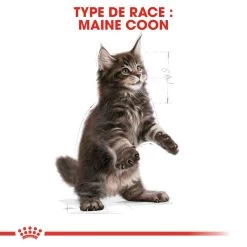 ROYAL CANIN Maine Coon Kitten 400g X2 -Royal Canin fre pl ROYAL CANIN Maine Coon Kitten 400g x2 30770 5