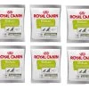 ROYAL CANIN Nutritional Supplement Educ 10x50g -Royal Canin fre pl ROYAL CANIN Nutritional Supplement Educ 10x50g 29779 4