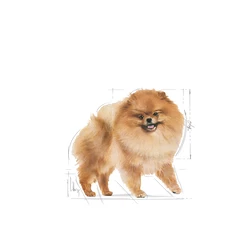 ROYAL CANIN Pomeranian Adult 500g 5 ROYAL CANIN Pomeranian Adult 500g – Image 3