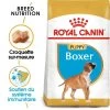 Royal Canin Boxer Puppy 12kg -Royal Canin fre pl Royal Canin Boxer Puppy 12kg 9124 1