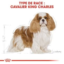 Royal Canin Cavalier King Charles Spaniel Adult 1,5kg 11 Royal Canin Cavalier King Charles Spaniel Adult 1,5kg -Royal Canin fre pl Royal Canin Cavalier King Charles Spaniel Adult 1 5kg 9143 3