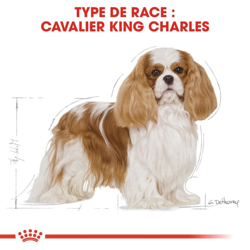 Royal Canin Cavalier King Charles Spaniel Adult 1,5kg 6 Royal Canin Cavalier King Charles Spaniel Adult 1,5kg – Image 4