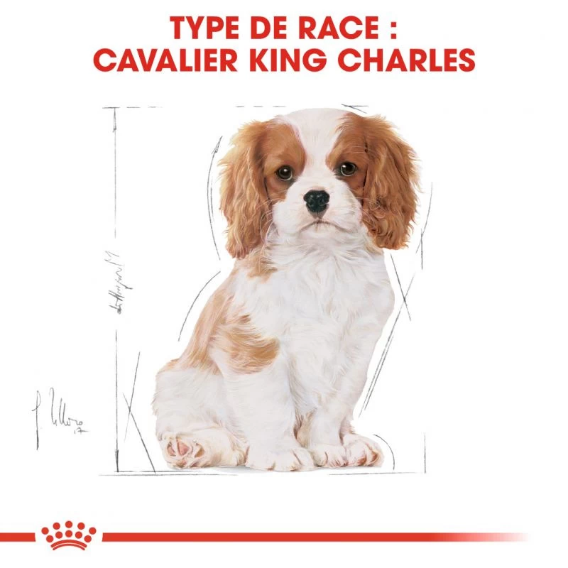 Royal Canin Cavalier King Charles Spaniel Puppy 1,5kg 5 Royal Canin Cavalier King Charles Spaniel Puppy 1,5kg – Image 3