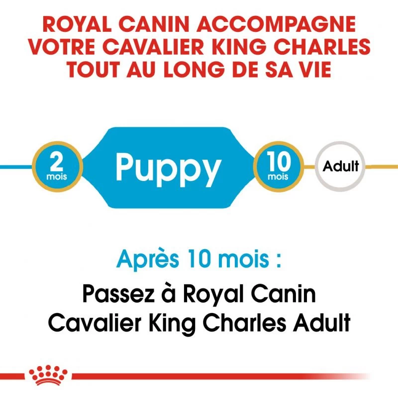 Royal Canin Cavalier King Charles Spaniel Puppy 1,5kg 7 Royal Canin Cavalier King Charles Spaniel Puppy 1,5kg – Image 5