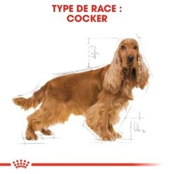 Royal Canin Cocker Spaniel Adult 12kg -Royal Canin fre pl Royal Canin Cocker Spaniel Adult 12kg 9147 3
