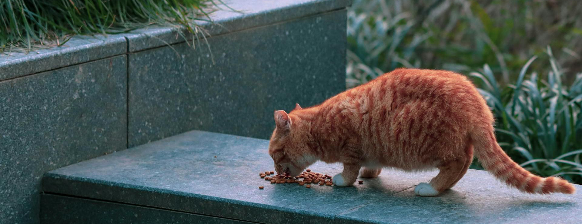 Devant -Royal Canin pexels 213167965 11811705