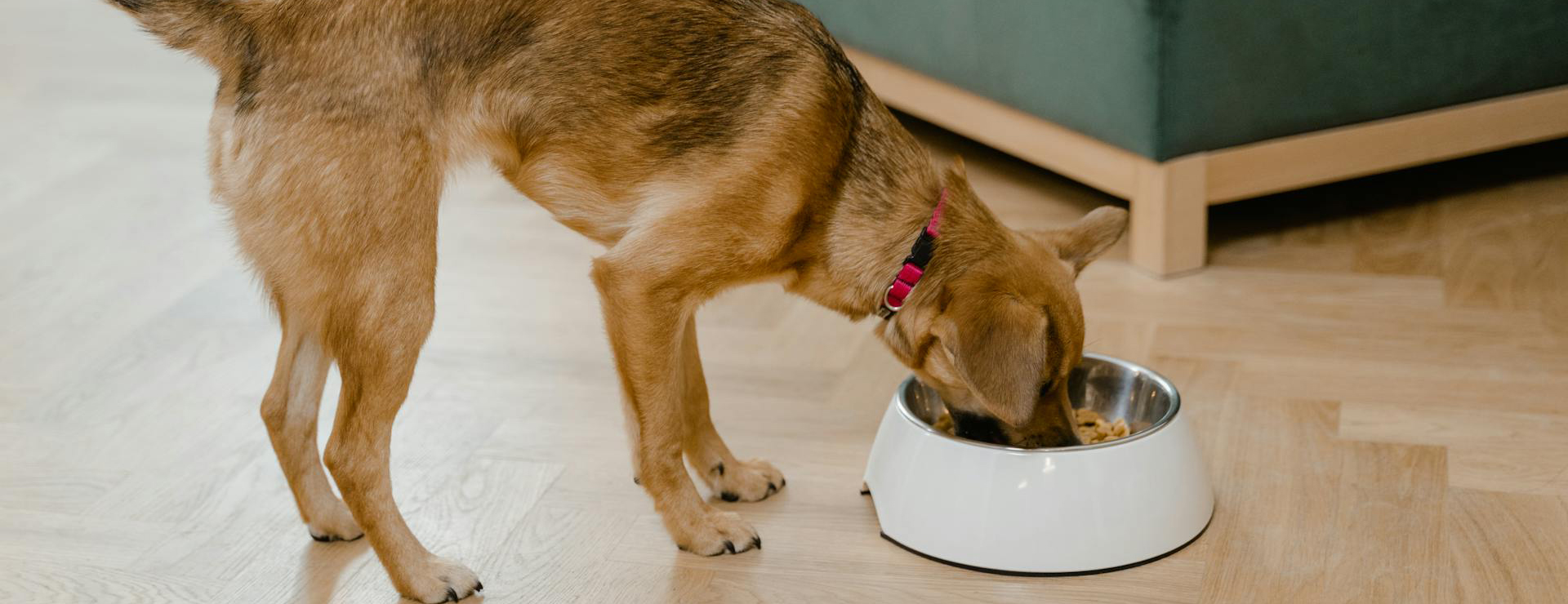 Devant -Royal Canin pexels mart production 8434725