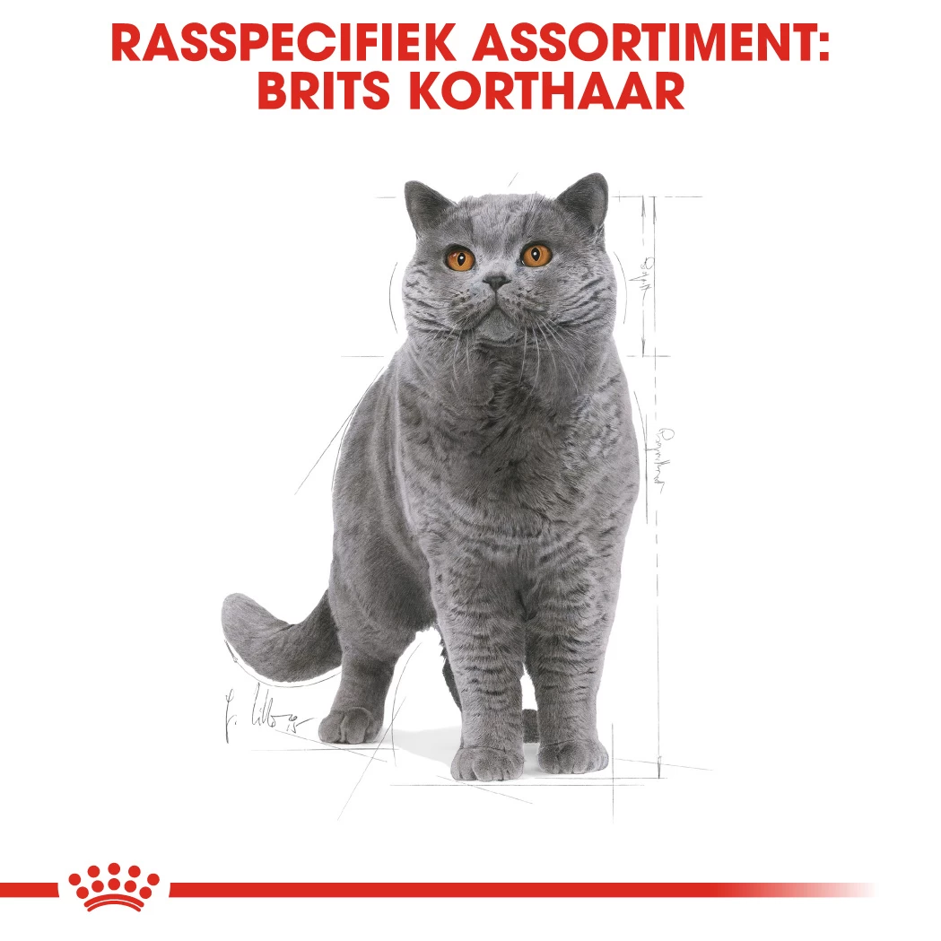Royal Canin British Shorthair Pour Chat 10kg 6 Royal Canin British Shorthair Pour Chat 10kg – Image 4