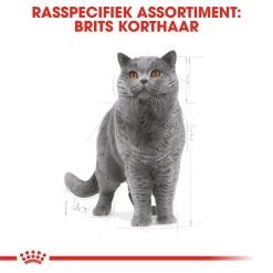 Royal Canin British Shorthair Pour Chat 4kg 12 Royal Canin British Shorthair Pour Chat 4kg -Royal Canin rc fbn britishsh cv eretailkit 1 nl nl 1