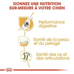 Royal Canin Berger Allemand Adult Pour Chien 11kg 10 Royal Canin Berger Allemand Adult Pour Chien 11kg -Royal Canin royal canin berger allemand adult german shepherd berger allemand adulte german shepherd 2