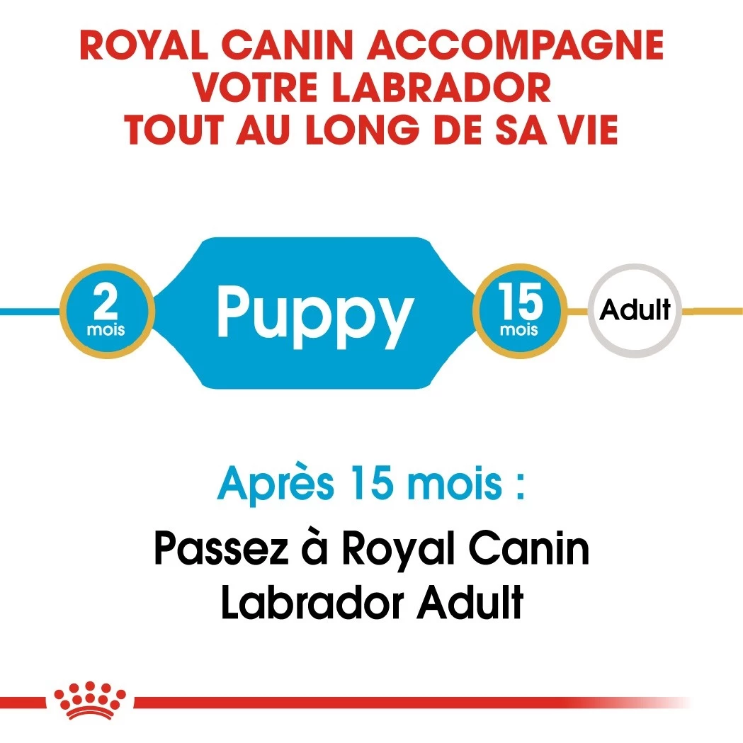 Royal Canin Labrador Retriever Chiot Pour Chien 3kg 6 Royal Canin Labrador Retriever Chiot Pour Chien 3kg – Image 4