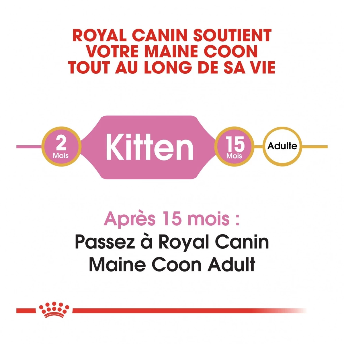 Royal Canin Maine Coon Chaton Pour Chat 10kg 8 Royal Canin Maine Coon Chaton Pour Chat 10kg – Image 6