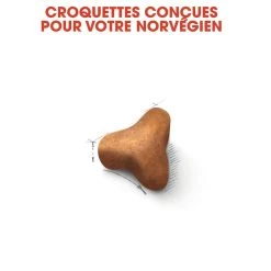 Royal Canin Chat Norvégien Adult 10kg -Royal Canin royal canin norvegien adult norvegien 3
