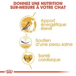 Royal Canin Sphynx Adult Pour Chat 10kg -Royal Canin royal canin sphynx adult sphynx 2